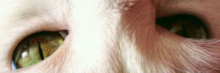 Heartilly_s's profile banner image