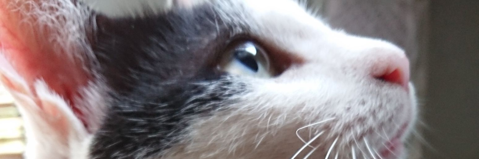 731Cat's profile banner image