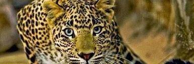 Karen K 🇨🇦 🇺🇸 banner