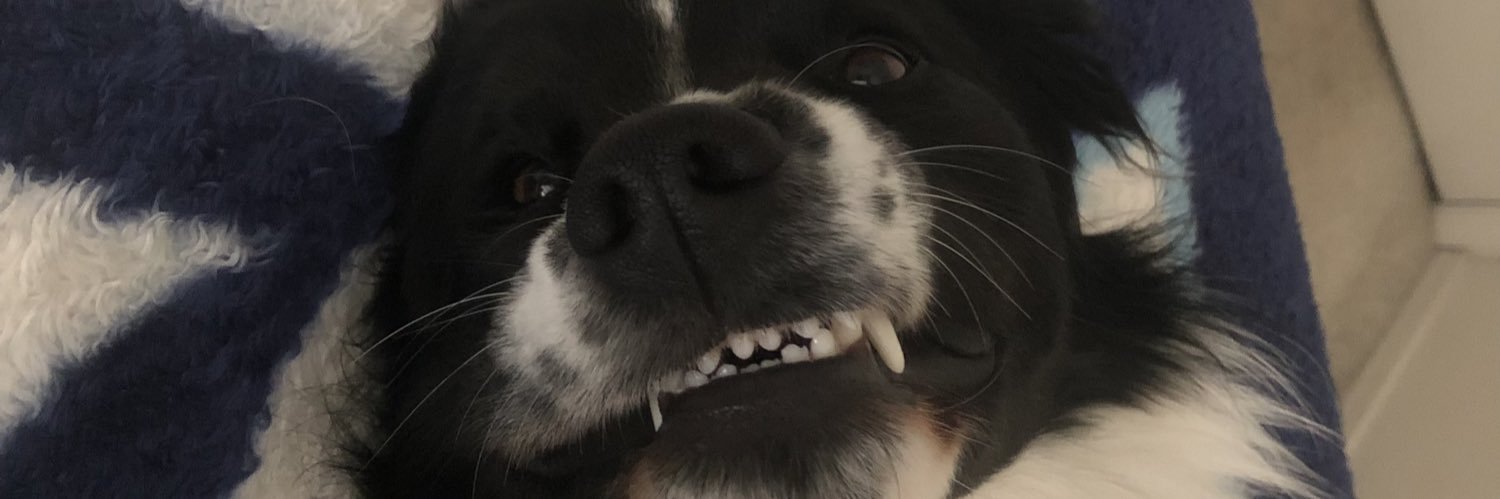 sav_spinharney's profile banner image