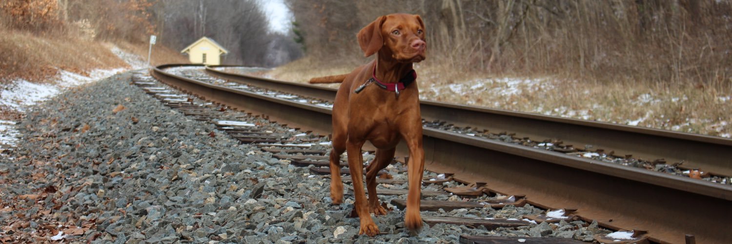 wuzzo's profile banner image