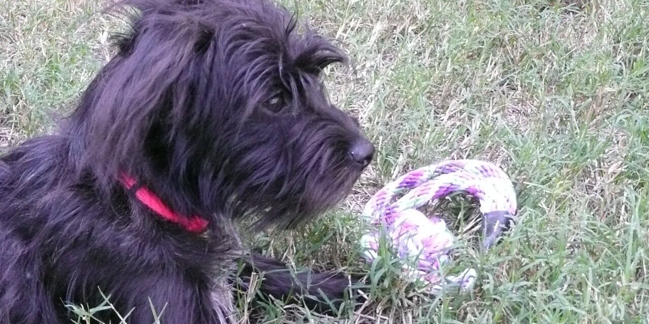 Paws4NoKill's profile banner image
