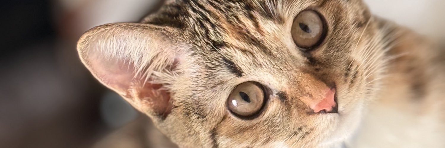 suya202's profile banner image
