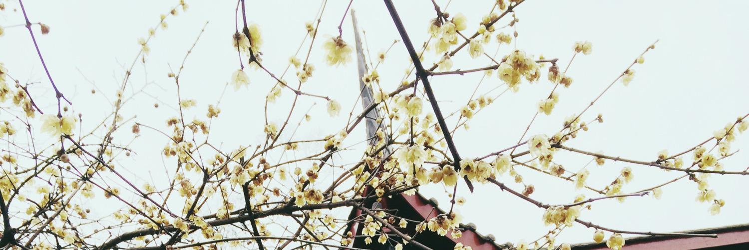 zhangsqrd's profile banner image