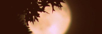 lad0lcevida's profile banner image