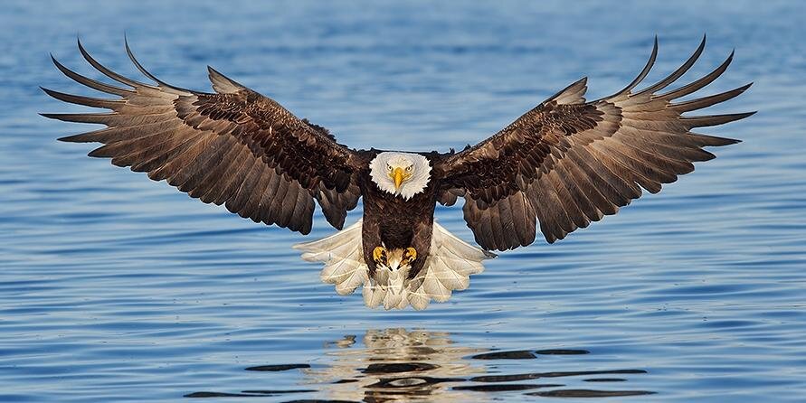 Success Hacker banner