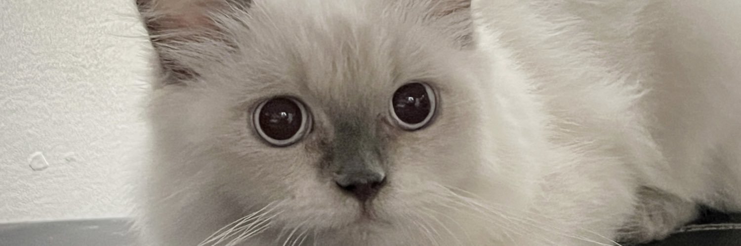 MrRrrrloc's profile banner image