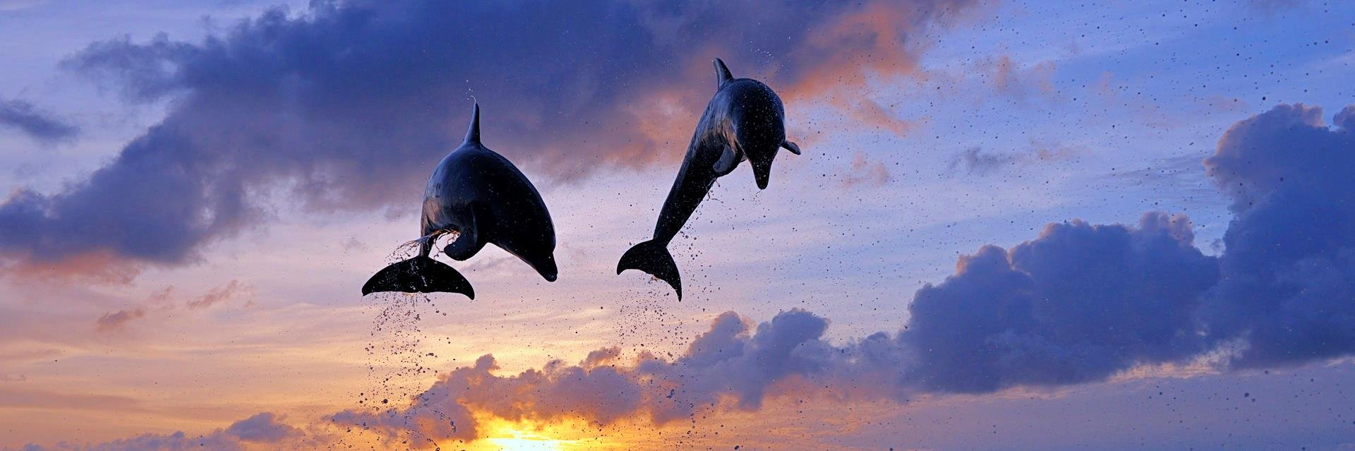 Dolphin_Tiger's profile banner image