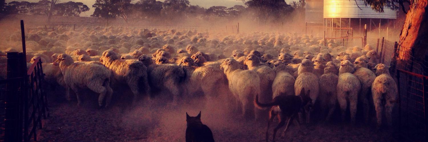 yarnsfromfarm's profile banner image