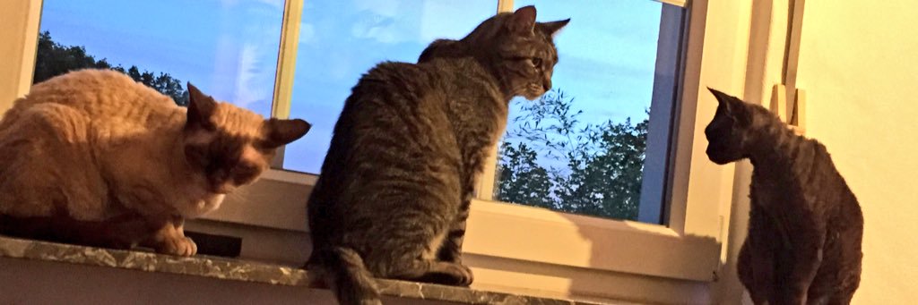 kater_leo's profile banner image