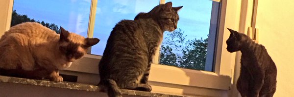 kater_leo Profile Banner