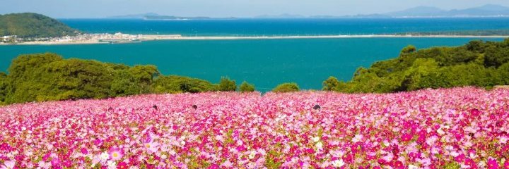 MATCHA_global's profile banner image