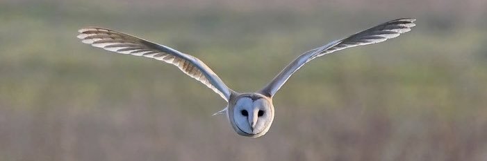 wild_guide's profile banner image