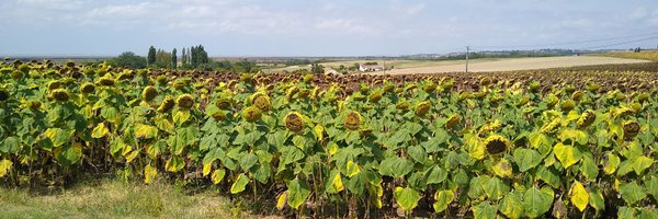 sammilighthead Profile Banner