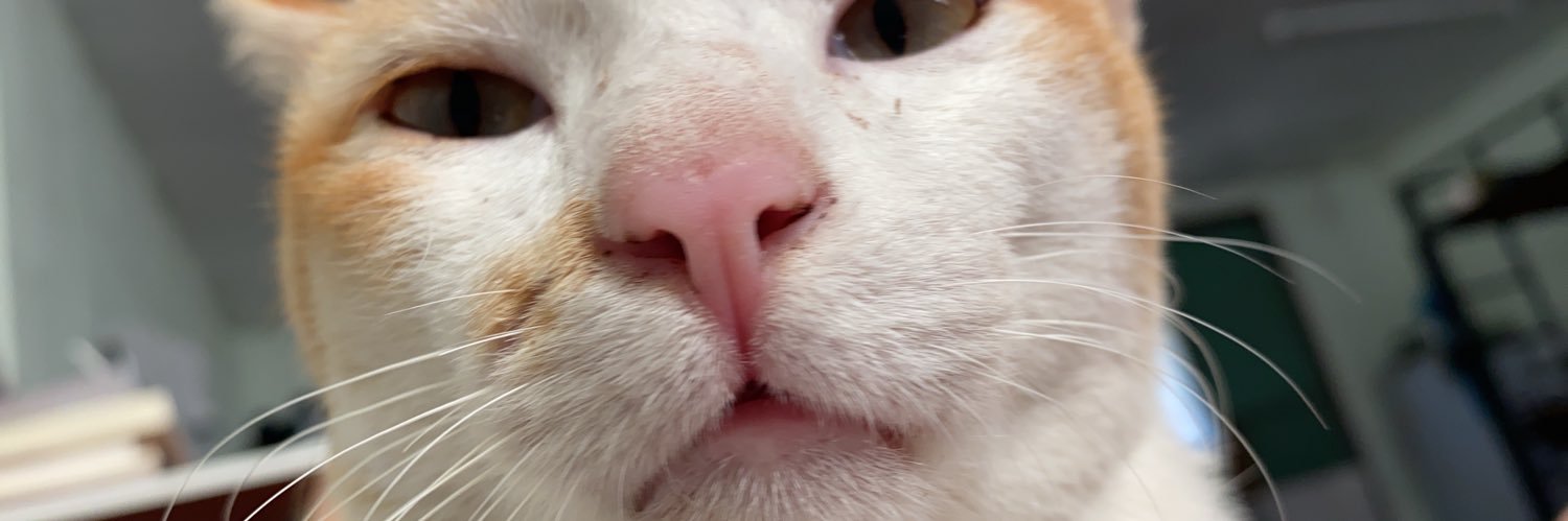 cakepiko's profile banner image