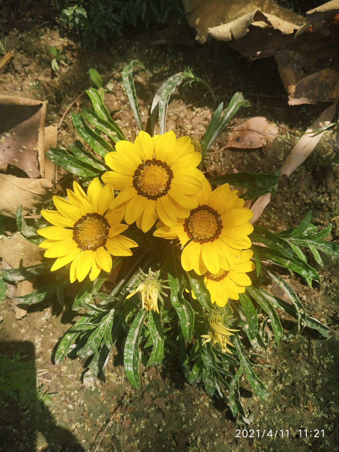 sudarvanas's profile banner image