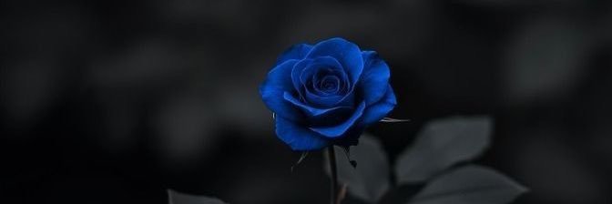 blueflower911's profile banner image