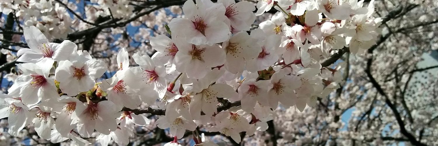 mikiko's banner