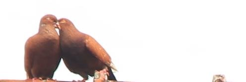 ancarindra's profile banner image