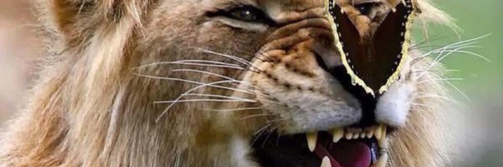 Mark Chatterton banner