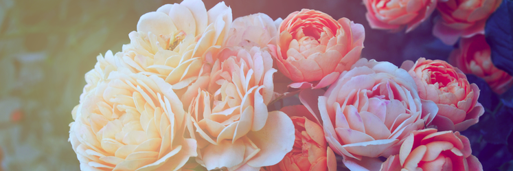 LauraSoria's profile banner image