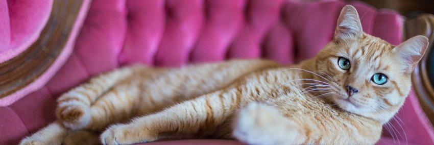 jdevinephoto's profile banner image