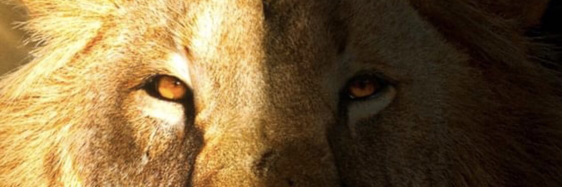DAWG1996's profile banner image