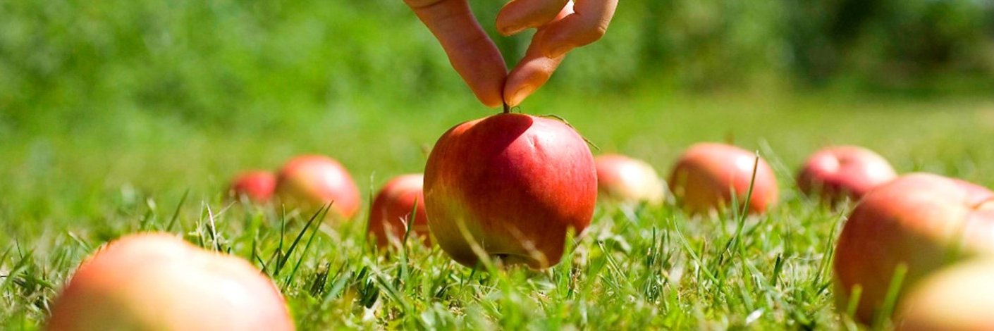 OrganicDenmark's profile banner image