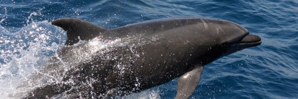 chelmex Profile Banner