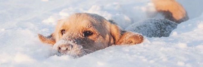 evcildost's profile banner image