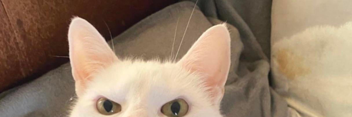 ftnrmzmsrh_'s profile banner image