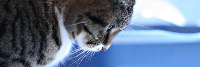 snobiCSGO's profile banner image