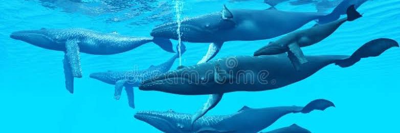 M Triyandono 1908 banner