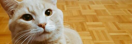 adekpemo's profile banner image