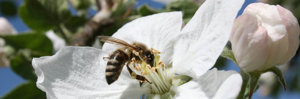 Propolis_Honig's profile banner image