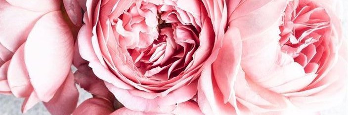 rockfordbride's profile banner image