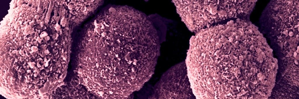 Lonza BioResearch Solutions banner