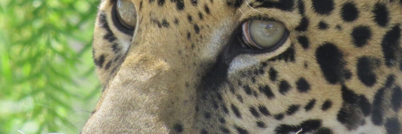 nereogar's profile banner image