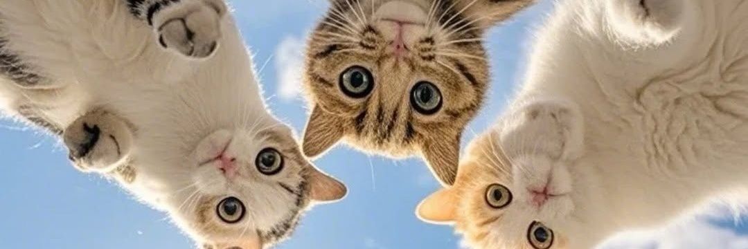 hevi_rona's profile banner image