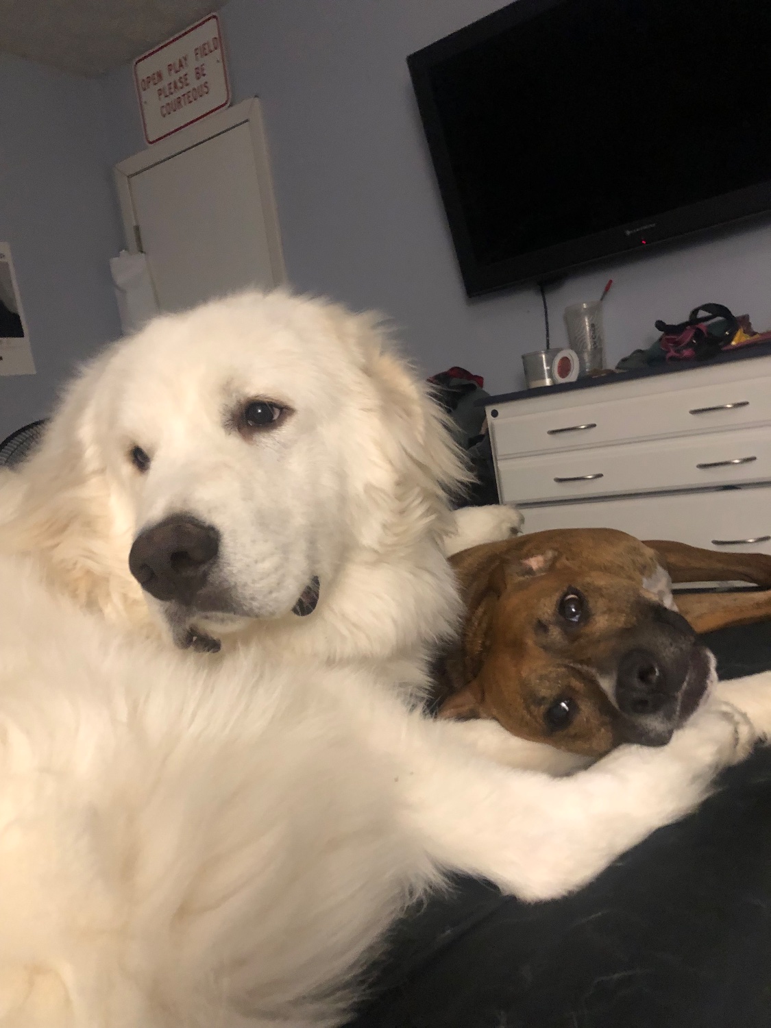 SchwabAddy's profile banner image