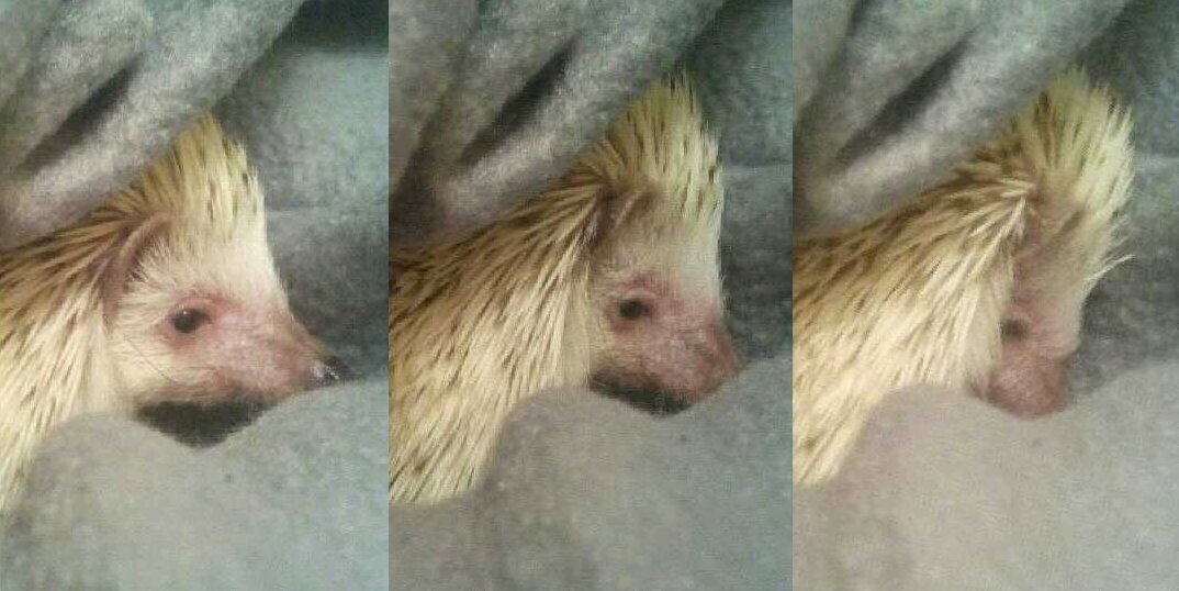 PengeHog's profile banner image