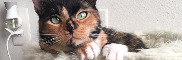 gingermaiden1's profile banner image
