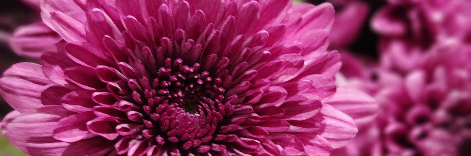 Segilola_'s profile banner image