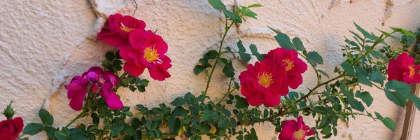 Classlicity Profile Banner