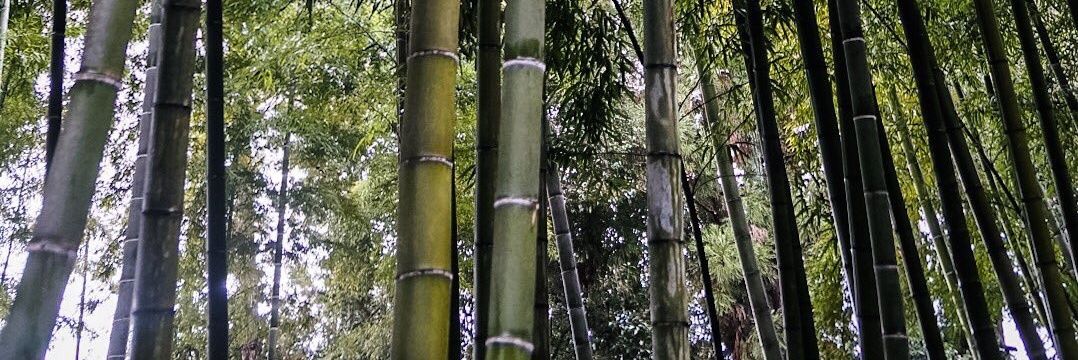 WolvesofDuakan's profile banner image