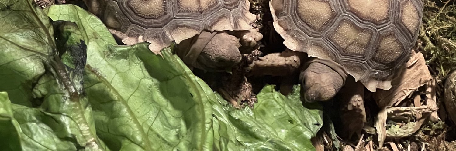 EdgarDeez's profile banner image