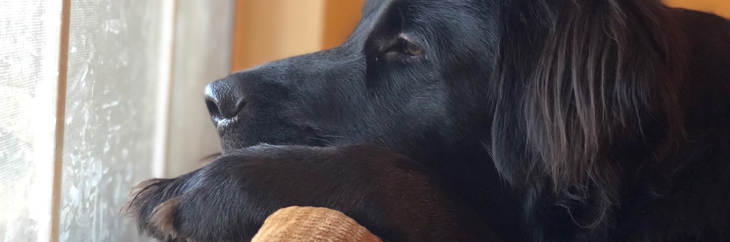 MarieeBrandy's profile banner image