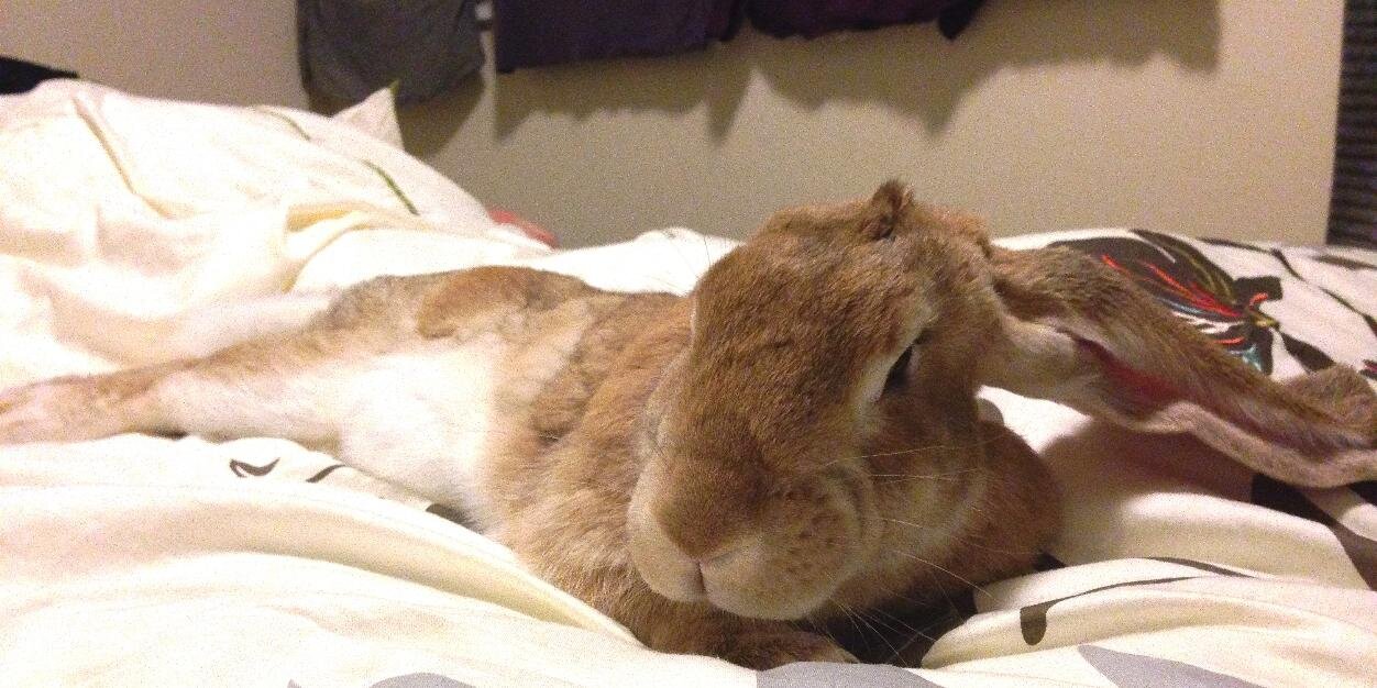 Bunloafable banner