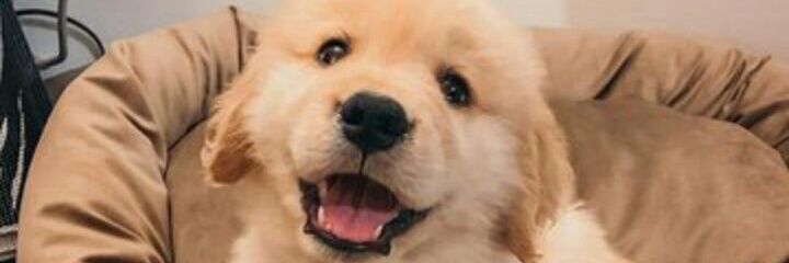 CrisCHS's profile banner image