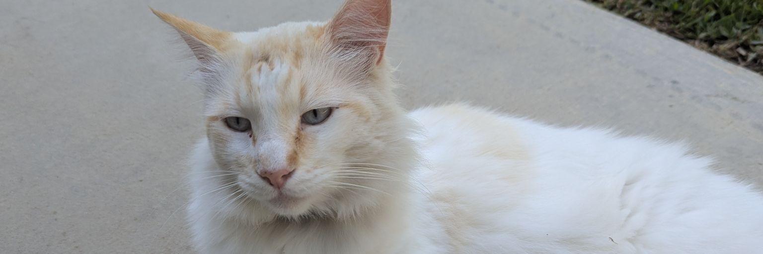 Tumato's profile banner image